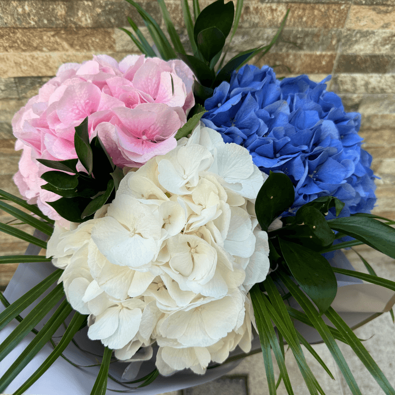 Buchet hortensii multicolor