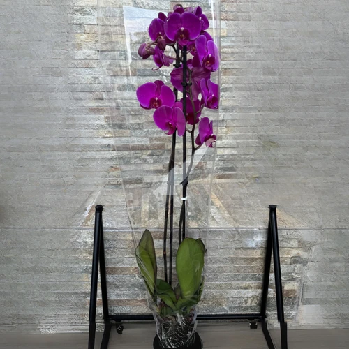 Phalaenopsis