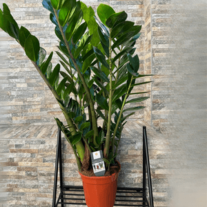 Zamioculcas